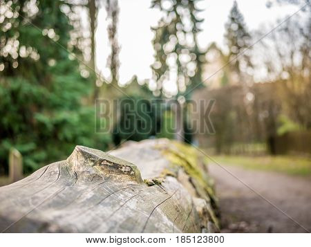 A chopped trunk in a local Park during wintertime with some fir trees surrounding