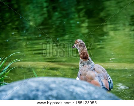 Brown feathered duck looking nostalgically into the far