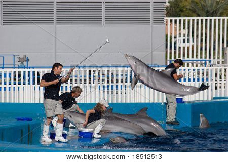 Walencja, Hiszpania - 24 października: Dolphin Trenerzy przygotowania przed występem w Oceanografic, które odebr