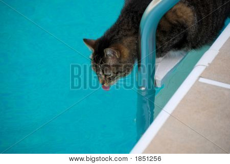 Niepewna okoń