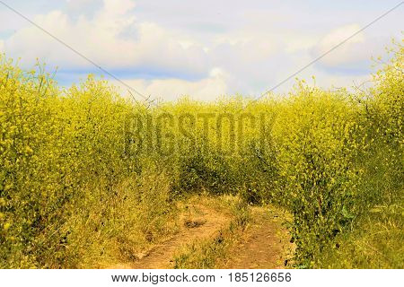 Hiking and bike trail thru a field of Mustard Wildflowers taken during spring in the Whittier Hills, CA