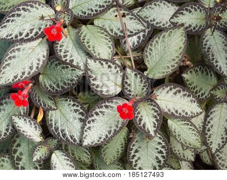 Garden with pattern of leaves of Episcia or plant carpet with red flower