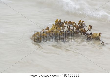 Green seaweed on the beach with water