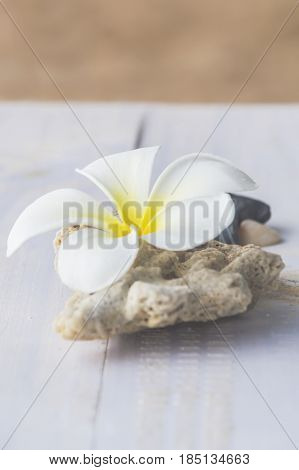 Tiare flowerscorals and stones on white woodSand background.