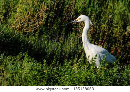 A Great White Egret (ardea alba) in tall green vegetation frame right side view breeding plumage.