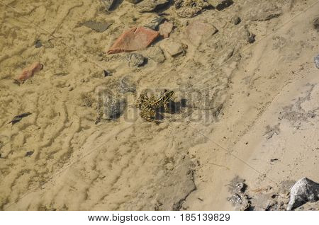 Frog green and brown color is sitting in the river water on the sand and stones