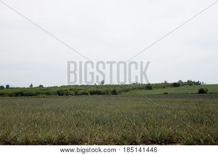 Pineapple farm park nature in Rayong Thailand.