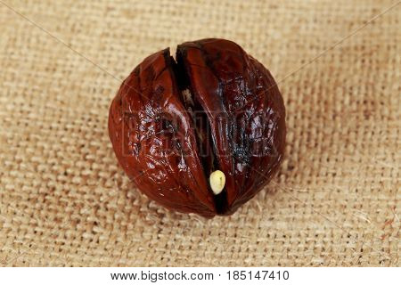 Sprout of a young walnut on sackcloth background
