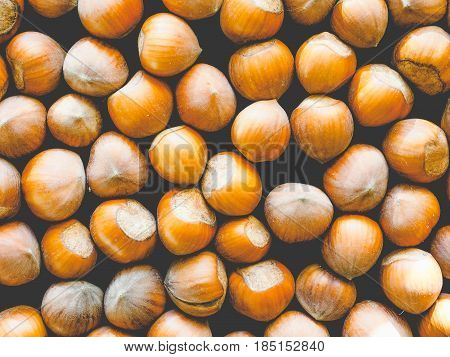 Hazelnut Fruit, Faded Vintage Look