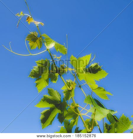 Grapevine Vitis