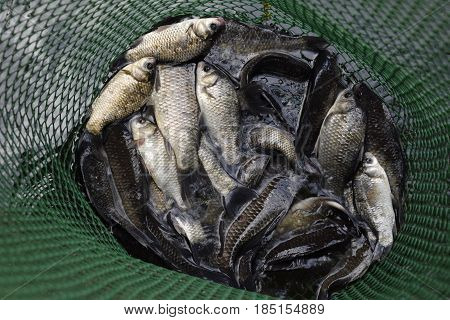 River Fish In A Green Plastic Grid In A Pond. Fish Catch. Carp And Carp. Weed Fish.
