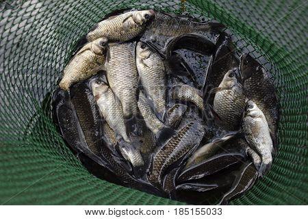 River Fish In A Green Plastic Grid In A Pond. Fish Catch. Carp And Carp. Weed Fish.