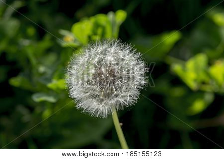 Macro photography of a dandelion through the field