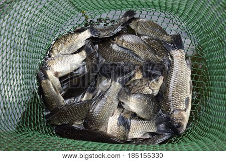 River Fish In A Green Plastic Grid In A Pond. Fish Catch. Carp And Carp. Weed Fish.