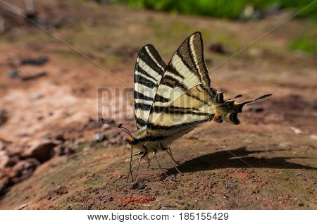 Iphiclides podalirius on the ground. Scarce Swallowtail butterfly taking minerals from ground