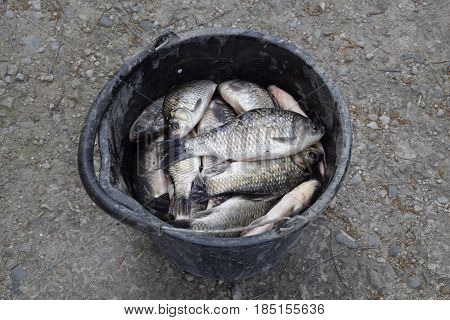 River Fish In A Plastic Bucket. Fish Catch. Carp And Carp. Weed Fish.
