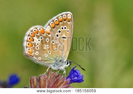 Common Blue or Polyommatus icarus, Small blue butterfly on wild flowers, natural habitat
