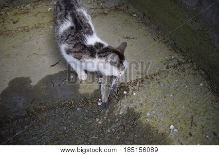 The Cat Eats Live Fish. Fish Catch. Feeding The Cat With Fish.