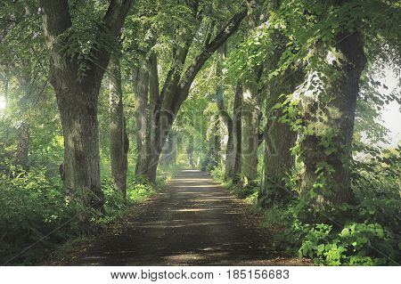 Road to Nature, Fantastic summer forest road