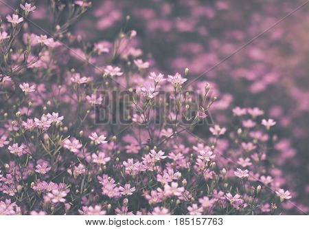 summer meadow with a lovely purple sea of flowers