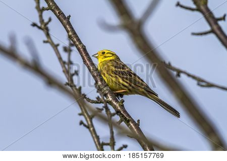 Yellowhammer (emberiza Citrinella)