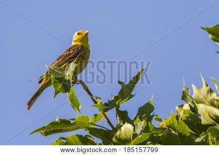 Yellowhammer (emberiza Citrinella)