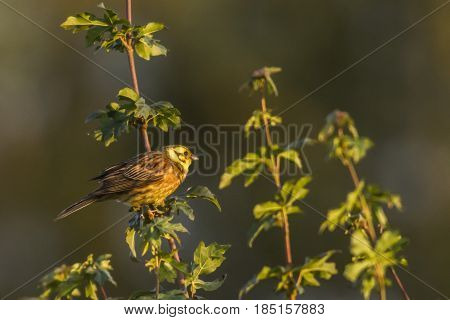 Yellowhammer (emberiza Citrinella)