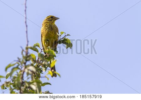 Yellowhammer (emberiza Citrinella)