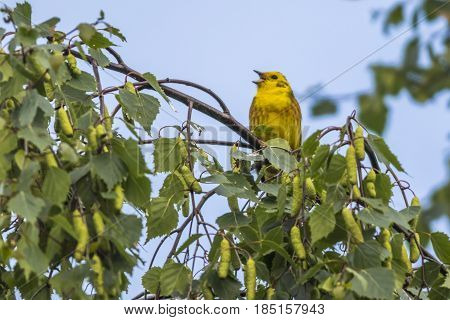 Yellowhammer (emberiza Citrinella)