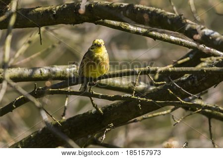 Yellowhammer (emberiza Citrinella)