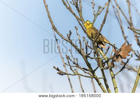 Yellowhammer (emberiza Citrinella)