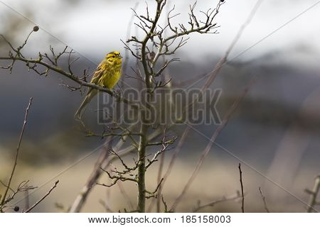 Yellowhammer (emberiza Citrinella)