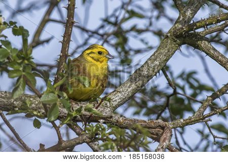 Yellowhammer (emberiza Citrinella)