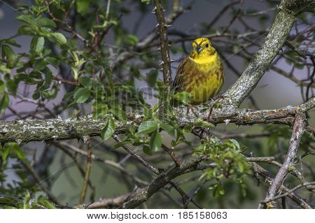 Yellowhammer (emberiza Citrinella)