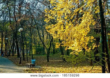 Park in fall with yellow foliage and wooden bench