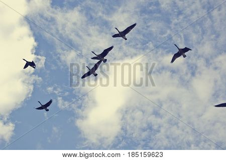 Birds flying high; geese relocate during late summer