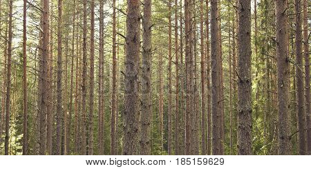 In a row; thick pine tree forest