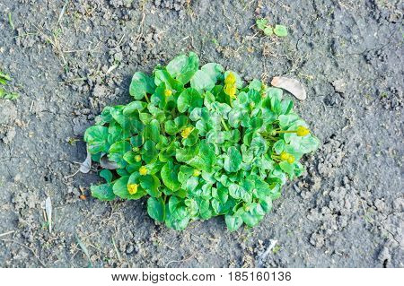 Close up green leaves with yellow flowers growing on ground