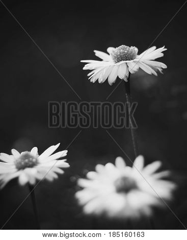 Summer flowers in black and white, standing strong