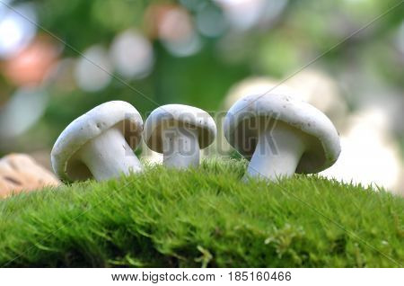 Lactarius piperatus or Peppery milkcap in moss, widespread and popular edible mushroom grows in forest
