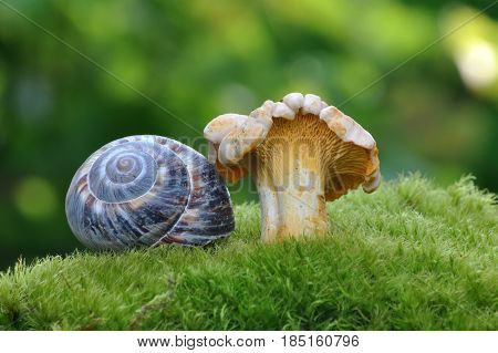 Bright Orange Chanterelle Mushroom and snail shell.  CANTHARELLUS CIBARIUS in moss in forest