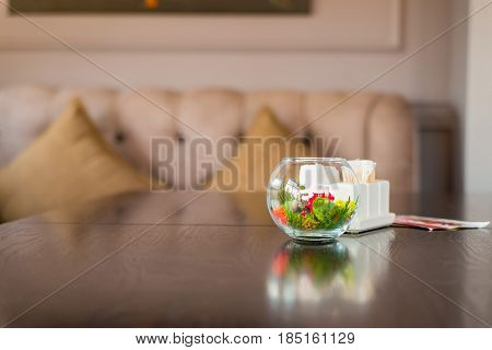 Close up colorful plants in transparent aquarium for interior decoration