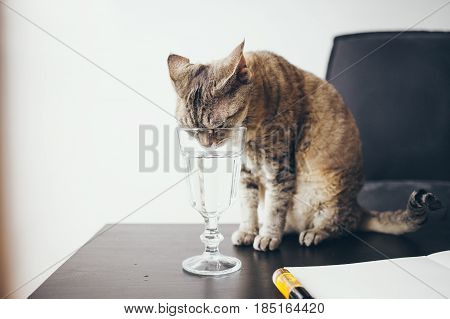 The Devon Rex tabby color cat drinks water from a glass. Cat large, gray. Cat lapping water. The water is clean, clear