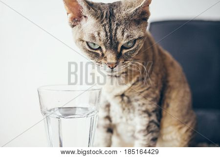 Close-up of a Devon Rex tabby color cat drinks water from a glass. Cat large, gray. Cat lapping water. The water is clean, clear