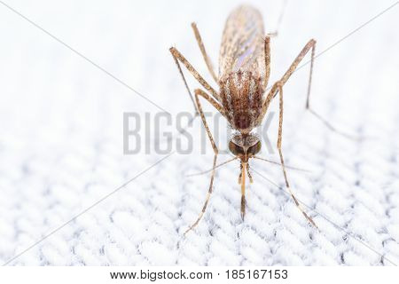 Super macro Mosquito piercing thru jean sucking blood