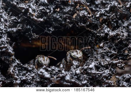 Trigona terminata melipona apicalis or Stingless bees in the nest hollow trunk