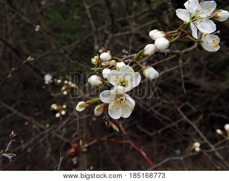 Sloe flower , Blackthorn flowers in spring , (Prunus spinosa)