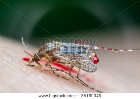 Macro Of Smashed Mosquito (aedes Aegypti) To Died