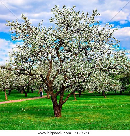weiße Blüte Apfelbäume im Frühling