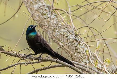 Common Grackle (Quiscalus Quiscula) has beautiful feathers in rich deep colors that stand out on bare branches